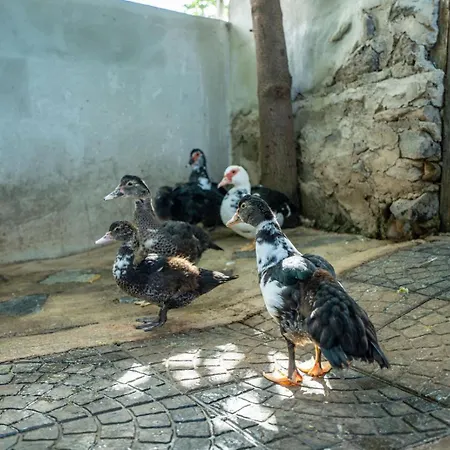 Appartement Casa Lazaro, Tegueste